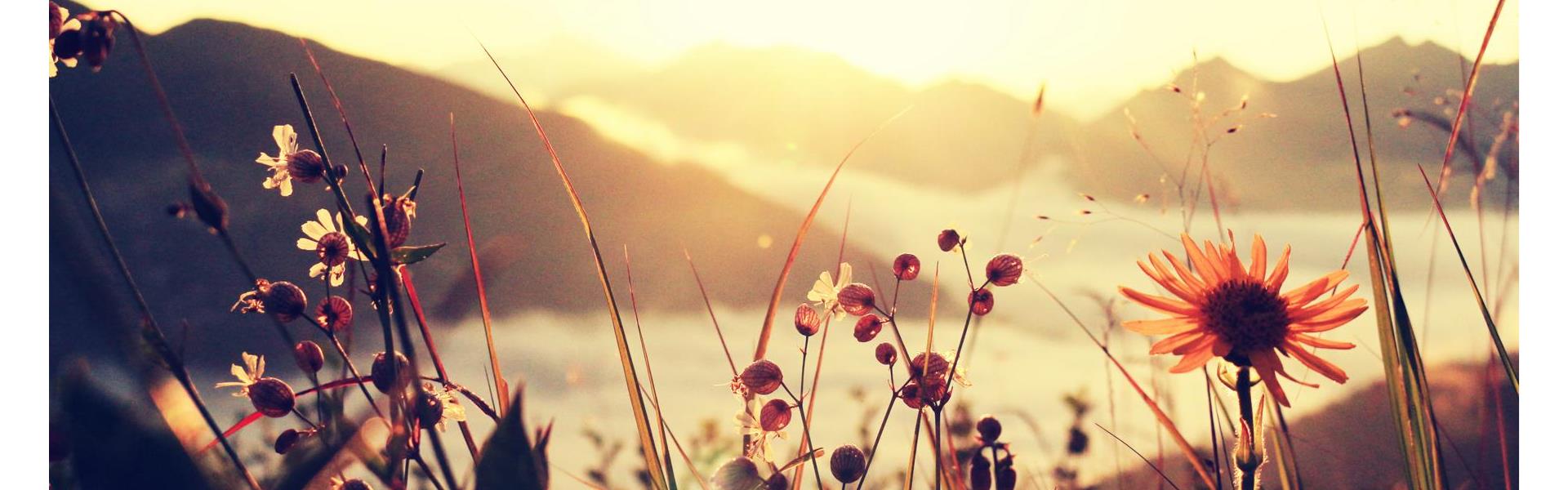 berg-und-blume-3-platz-francesco-sommacal-sonnenaufgang