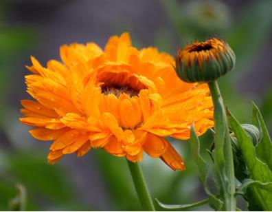 ringelblume
